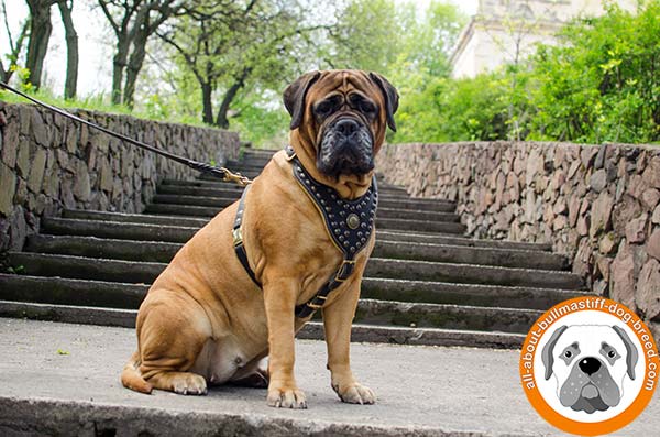 Professional studded leather harness for Bullmastiff walking