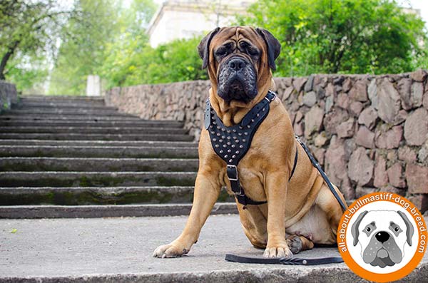 Wonderful Bullmastiff leather harness spikes