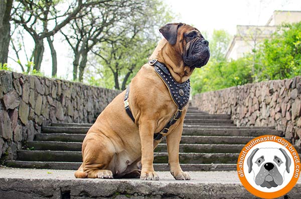 Leather Bullmastiff harness with smart design 