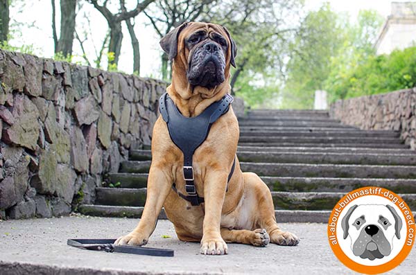 Wonderful leather Bullmastiff harness for everyday walks