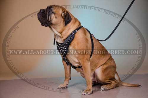 Dog Harness for Bullmastiff