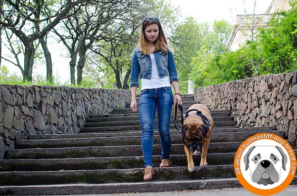 Comfortable Bullmastiff nylon harness for any purpose