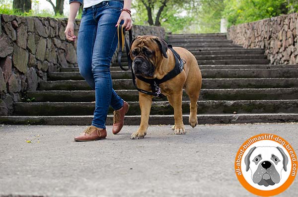 Strong nylon harness for Bullmastiff Breed