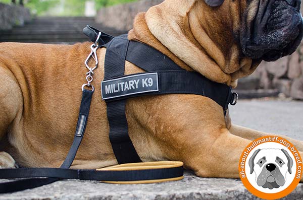 Super strong and soft nylon harness for Bullmastiff everyday activities