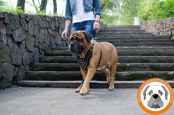 Spiked leather Bullmastiff harness for any kinds of activities    