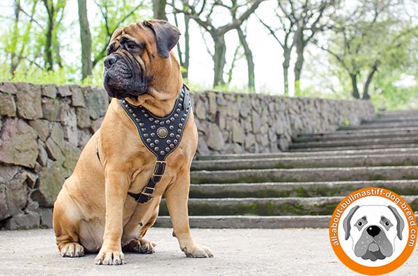 First class decorated leather Bullmastiff harness 