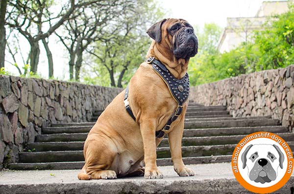 Awesome leather Bullmastiff harness for everyday walking