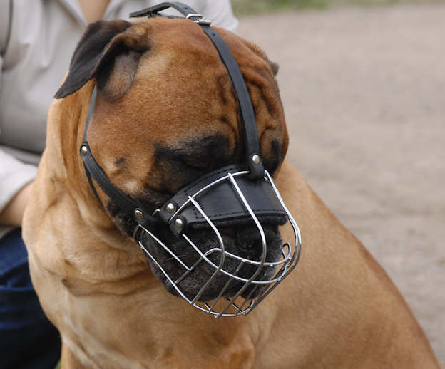 fitting a dog muzzle