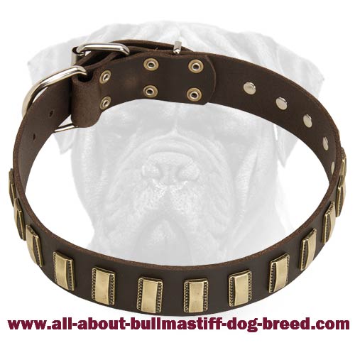 Superb Leather Walking Bullmastiff Collar with Shiny Plates