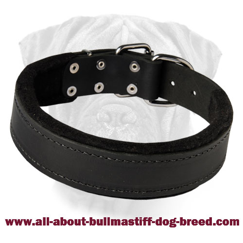 Reliable Leather Collar for Various Types of Training for Bullmastiff