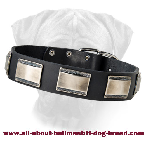 Gorgeous Super Wide Hand Decorated Leather Collar with Large Plates for Bullmastiffs