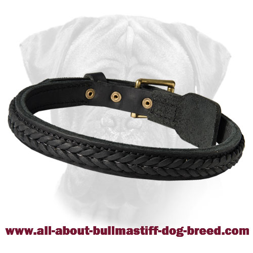 Fabulous Braided Leather Bullmastiff Collar for Walking and Training
