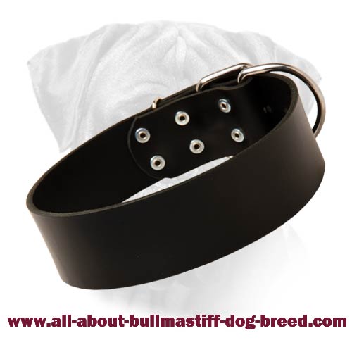 Gorgeous Wide Leather Walking Dog Collar for Bullmastiffs