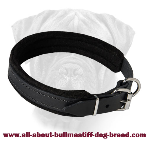 Leather Thick Soft Padded Dog Collar for Everyday Walking for Bullmastiff