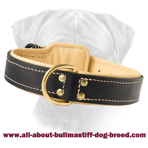 Royal Nappa Padded Hand Made Leather Dog Collar for Bullmastiffs