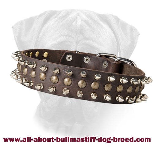 Decorated Leather Bullmastiff Collar Perfect Look