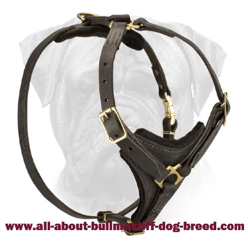 Tracking Leather Dog Harness for Bullmastiffs