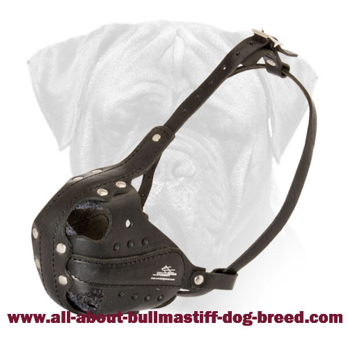 Best Leather Bullmastiff Muzzle for Professional Training