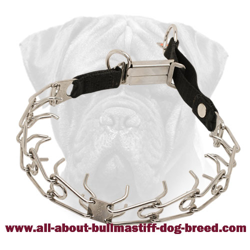 Bullmastiff Pinch Prong Collar Stainless Steel with Click Lock Buckle and Nylon Loop