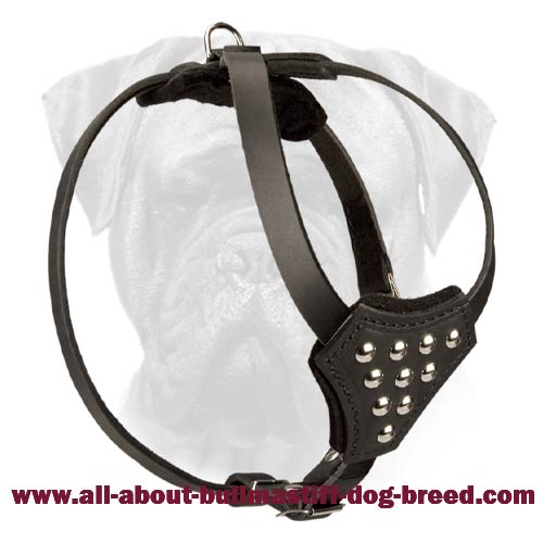 Studded Leather Bullmastiff Puppy Harness for Stylish Walking