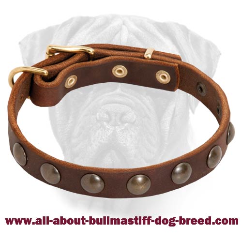 Fancy Studded Leather Dog Collar for Bullmastiff Puppy