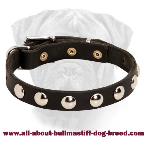 Trend-Perfect Leather Puppy Collar with Nickel Half-Ball Studs for your Bullmastiff