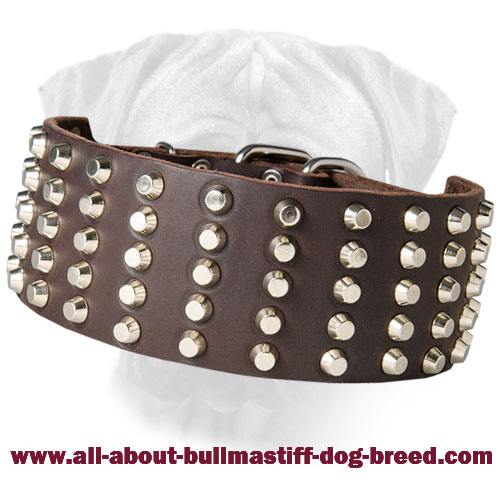 Studded Leather Bullmastiff Collar