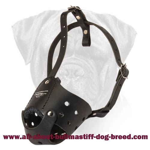 Everyday Walking / Training Bullmastiff Leather Muzzle