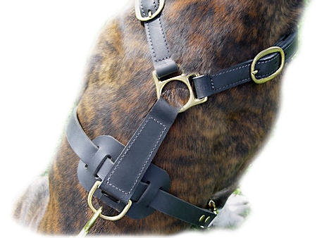 Ultimate Tracking Harness for BullMastiff