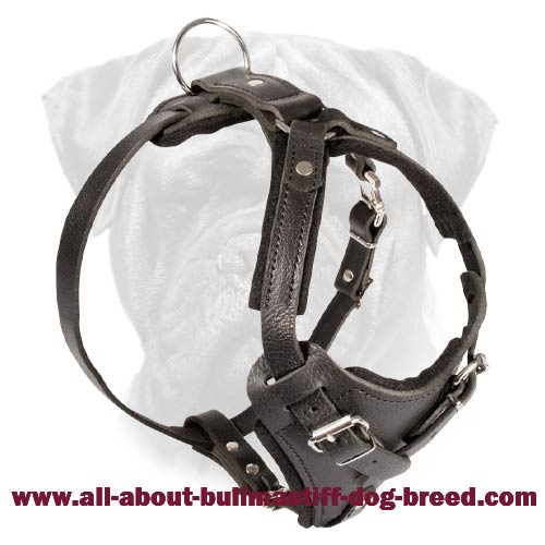 Classic Leather Dog Harness for Bullmastiff Breed Walking