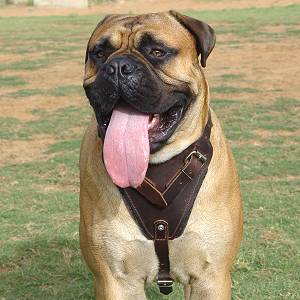 Ultra Leather Dog Harness for Bullmastiff -Tracking Harness