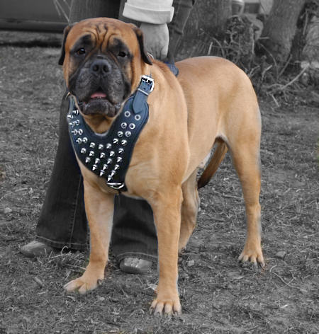 Bullmastiff Spiked Leather Dog Harness