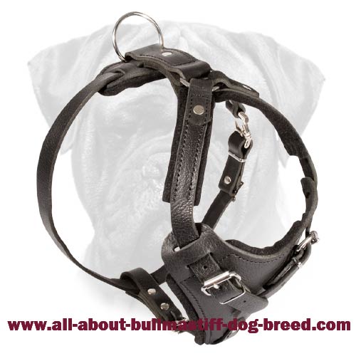 Customize Leather Agitation Harness for Bullmastiff