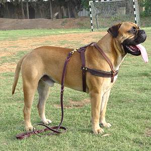 Tracking/Pulling Leather Dog 【Harness】 For Bullmastiff : Bullmastiff Dog harness, Bullmastiff dog muzzle, Bullmastiff dog collar | 2023 [BUY NOW]