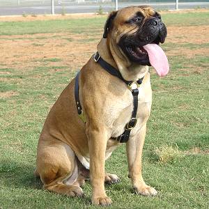 big bullmastiff dogs