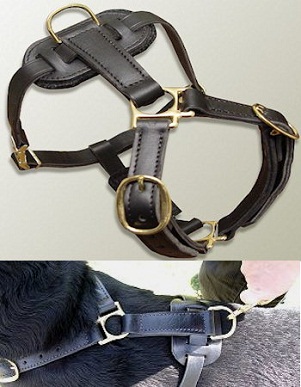 Have Leather tracking harnesses for Bullmastiff