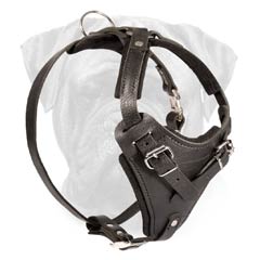 Customize Leather Agitation Harness for Bullmastiff