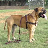 Tracking/Pulling Leather Dog Harness For Bullmastiff  Tracking/Pulling Leather Dog Harness For Bullmastiff