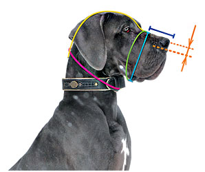 How to measure your dog