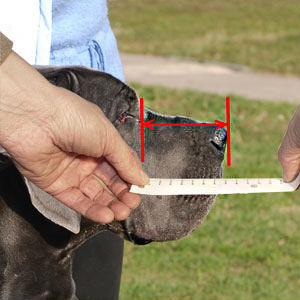 How to take the measurements of your dog