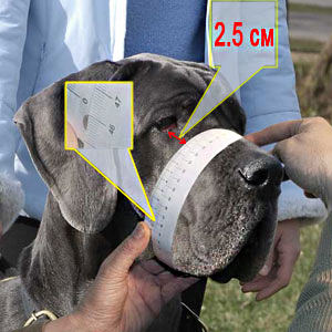 How to make the measurements of your Bullmastiff