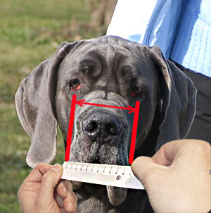 How to measure your Bullmastiff