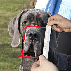 How to size your Bullmastiff