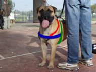 bullmastiff breed dog harness size