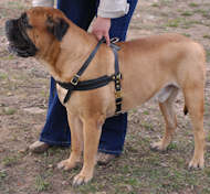 tracking bullmastiff dog harness black